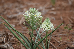 Albuca seineri