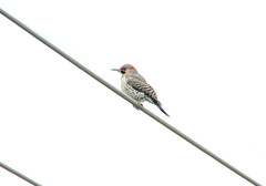 Colaptes auratus auratus