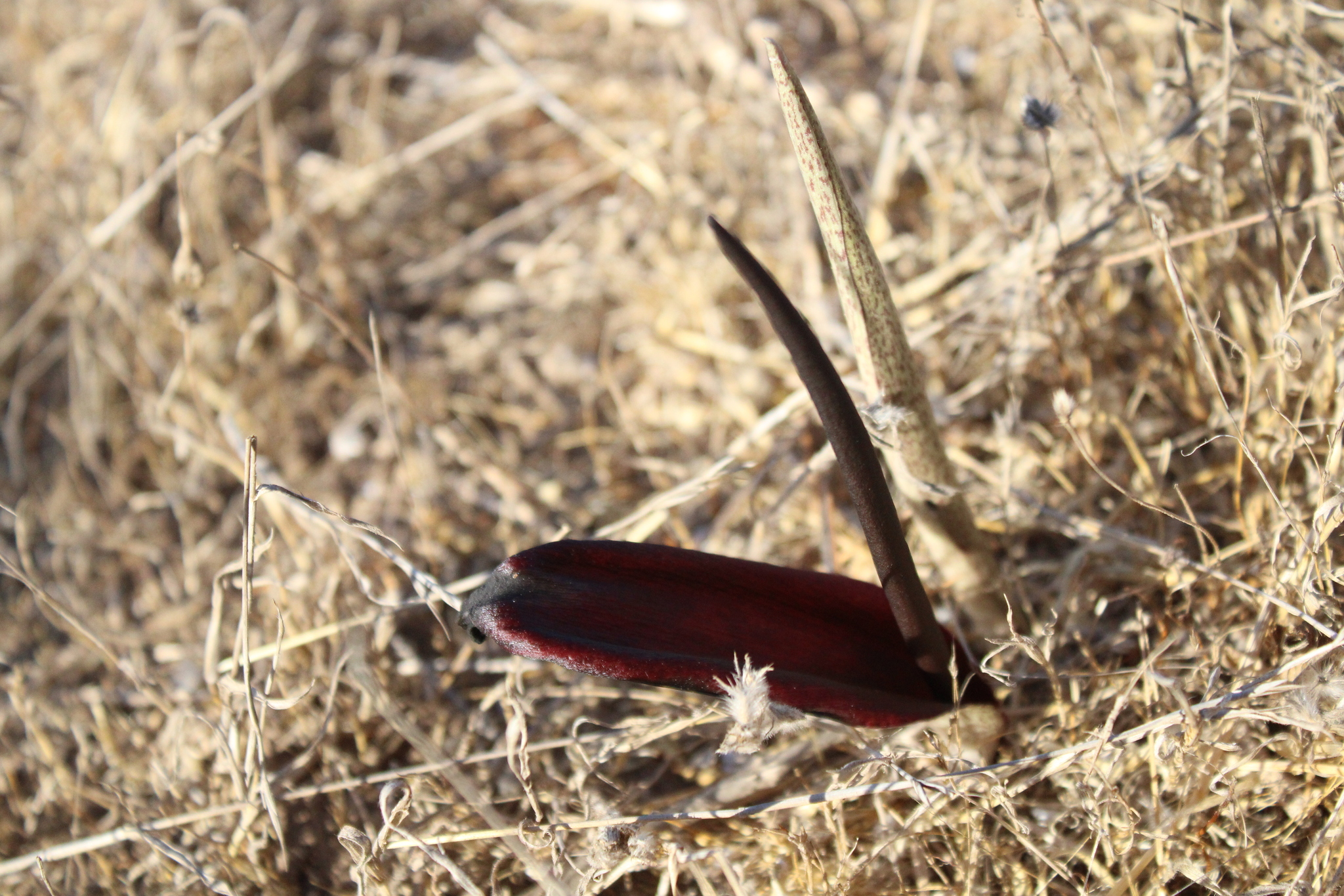 Biarum angustatum