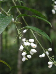 Cestrum racemosum