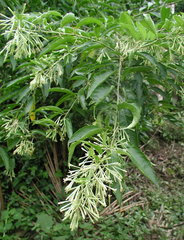 Cestrum racemosum