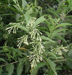 Cestrum racemosum