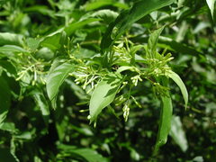 Cestrum racemosum