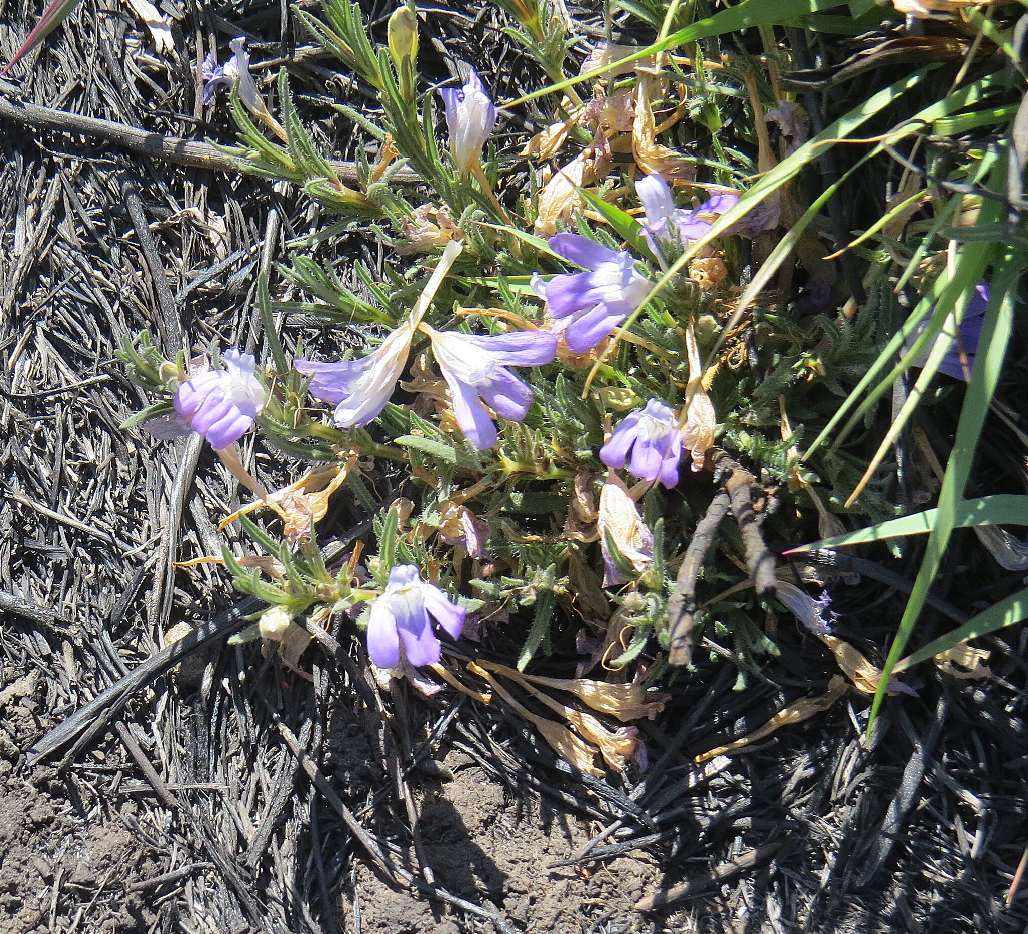 Hygrophila mutica