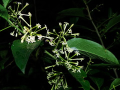Cestrum racemosum