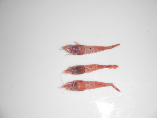 Representative image of Aegaeon