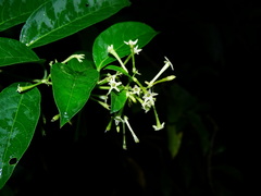 Cestrum racemosum