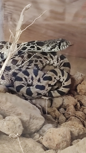 Bullsnake