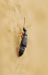 Coryphium angusticolle