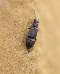 Coryphium angusticolle
