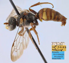Nomada dreisbachi