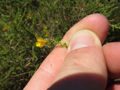 Aspalathus divaricata