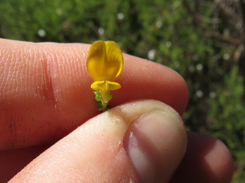 Image of Aspalathus divaricata by (c) Jeremy Gilmore, some rights reserved (CC BY)