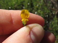 Aspalathus divaricata