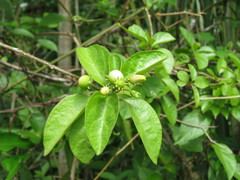 Lycianthes lenta
