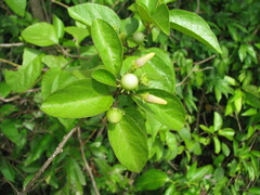 Lycianthes lenta