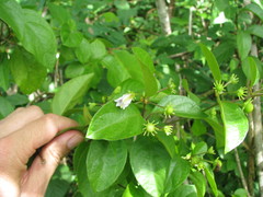 Lycianthes lenta