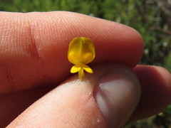 Aspalathus divaricata