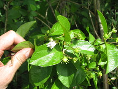 Lycianthes lenta