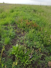 Hermannia erodioides