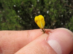 Aspalathus divaricata