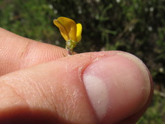 Aspalathus divaricata