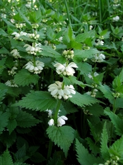 Lamium album
