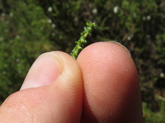 Aspalathus divaricata