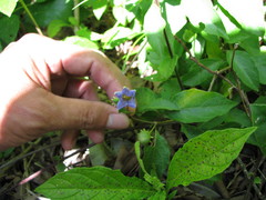 Lycianthes lenta