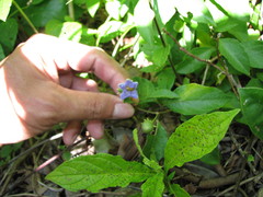 Lycianthes lenta