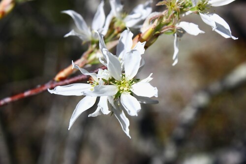 common serviceberry (Amelanchier arborea)