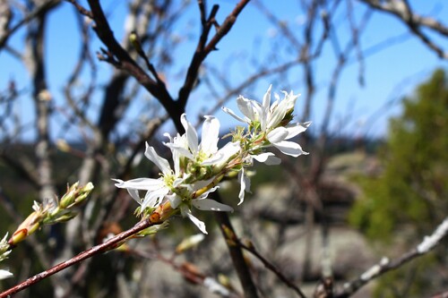 Amelanchier arborea