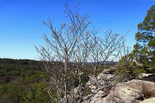 Amelanchier arborea