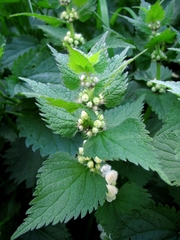Lamium album