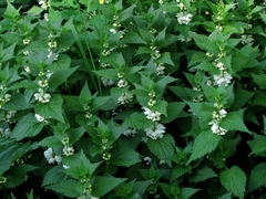 Lamium album