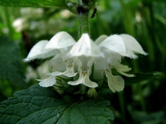 Lamium album