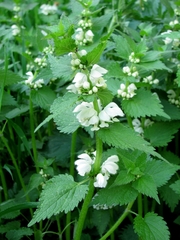 Lamium album