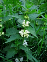 Lamium album