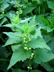 Lamium album