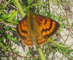 Lycaena salustius