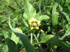 Physalis gracilis