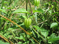 Physalis gracilis