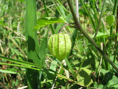 Physalis gracilis