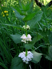 Lamium album