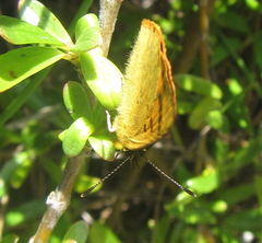 Lycaena salustius