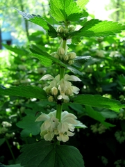 Lamium album