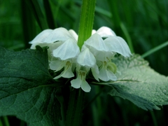 Lamium album