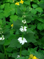 Lamium album