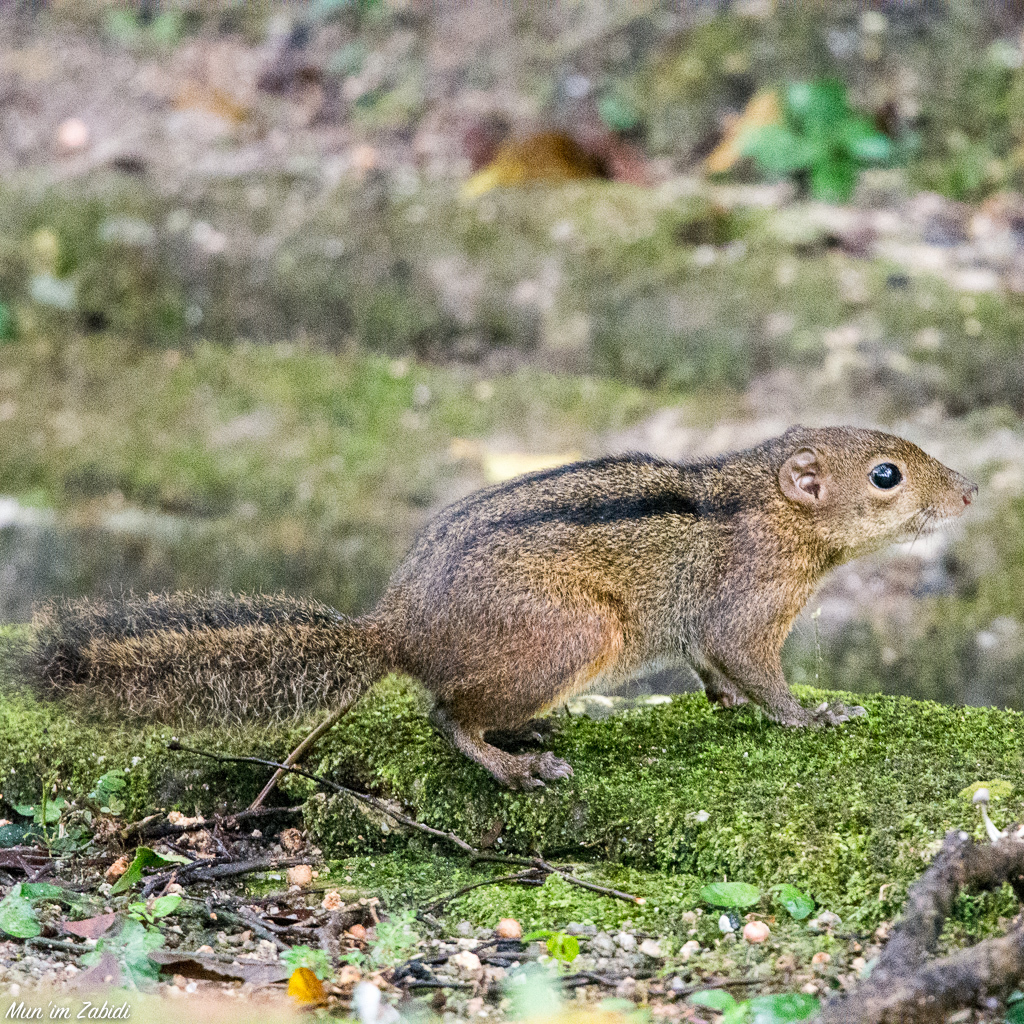 Three-Striped Ground Squirrel