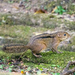 Three-striped Ground Squirrel - Photo (c) Munim Zabidi, some rights reserved (CC BY-NC), uploaded by Munim Zabidi